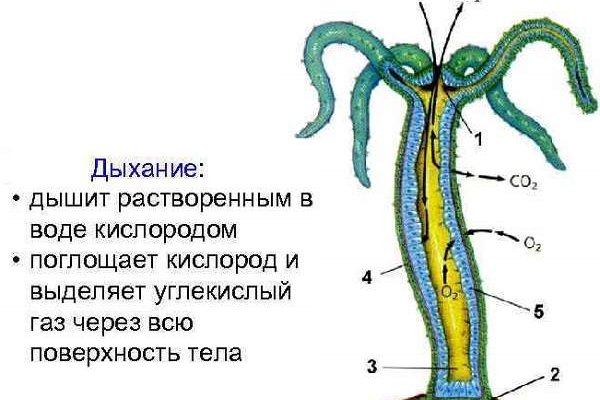 Kraken 13 at сайт